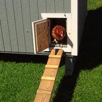6x8 colonial gable chicken coop ramp and door with chicken