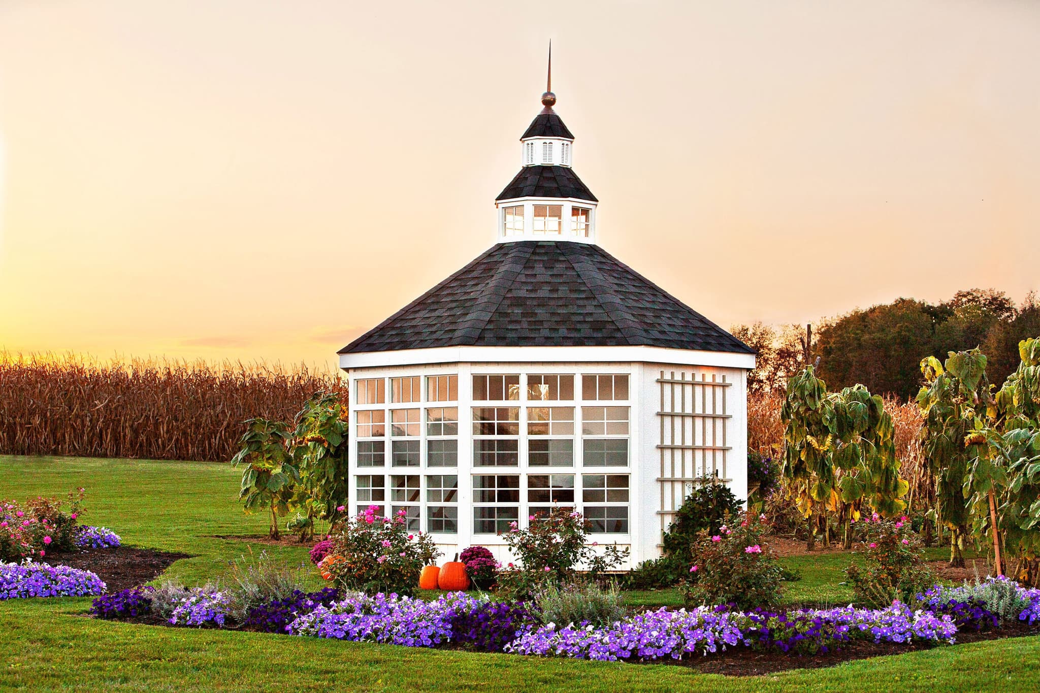 Garden Shed Greenhouse in garden during autumn