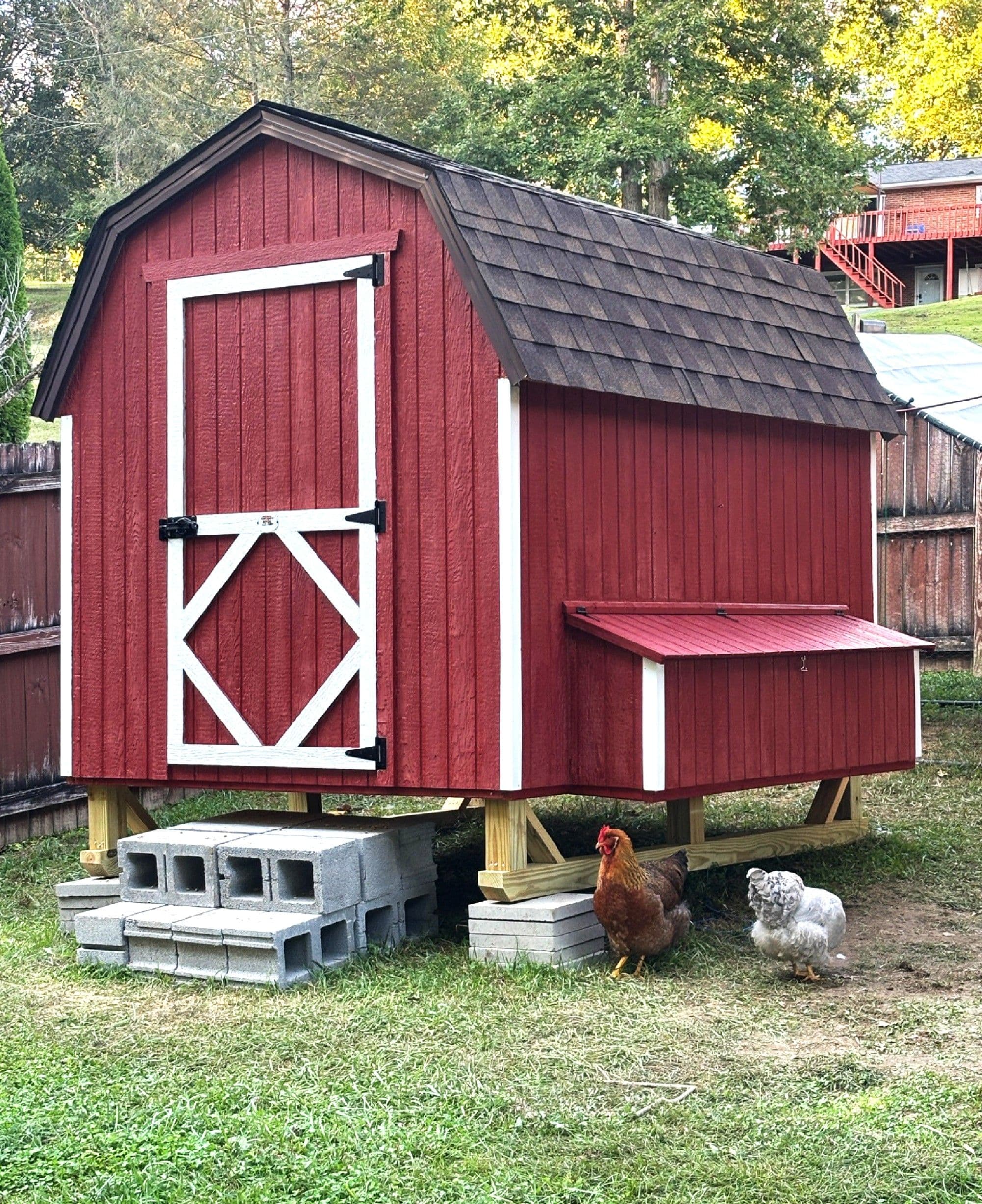 gambrel barn chicken coop with chickens
